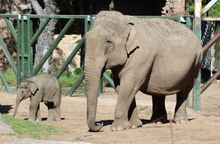 2 gray elephants walking on gray concrete pavement during daytime