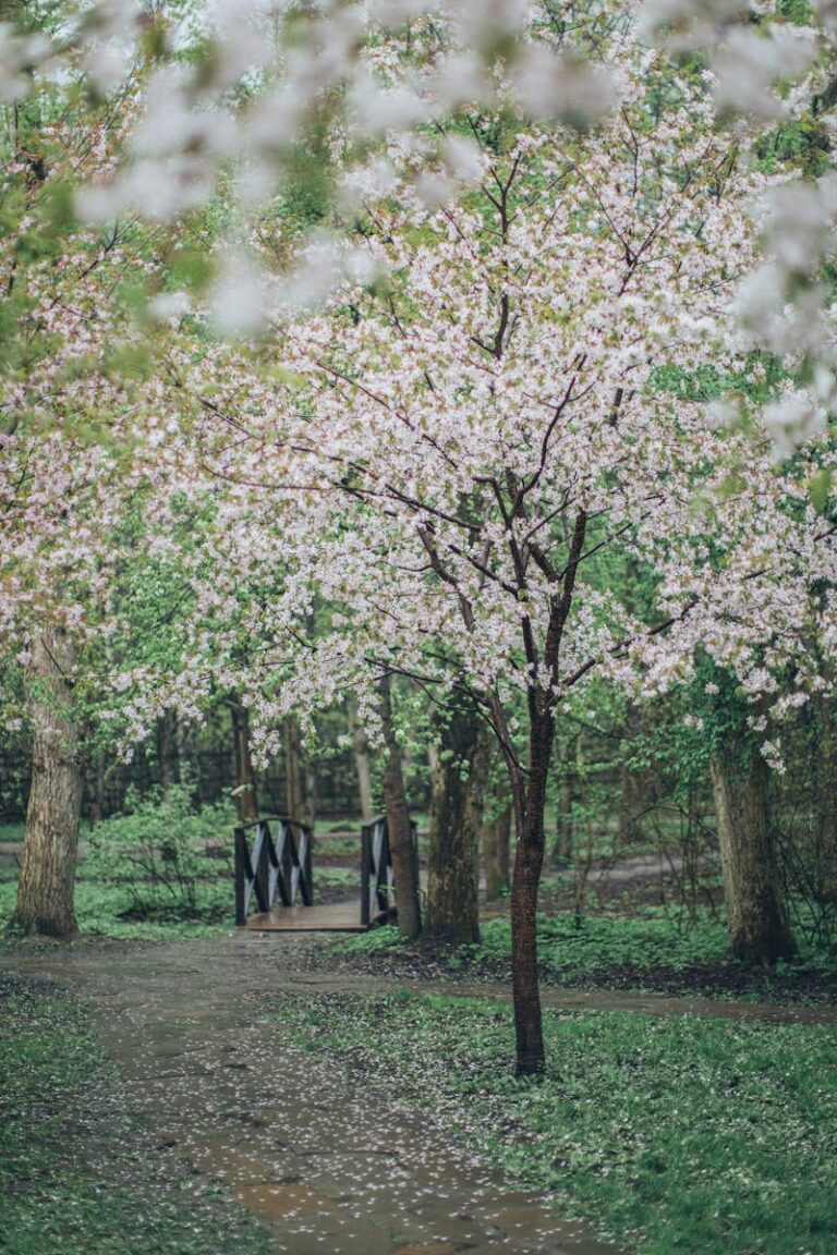 Tranquil scene of cherry blossoms along a peaceful park pathway during springtime.